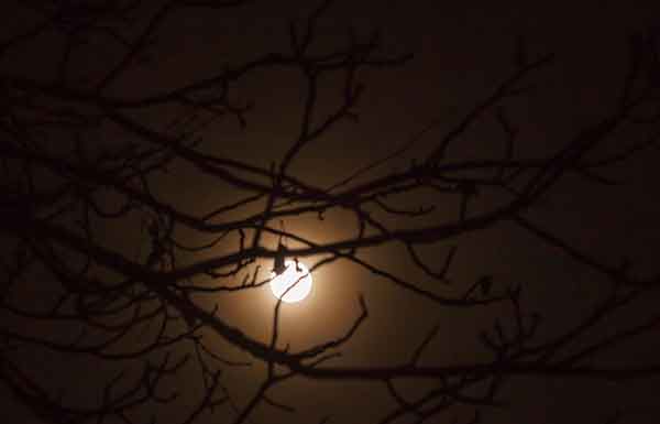 Лунный свет Анализ стихотворения