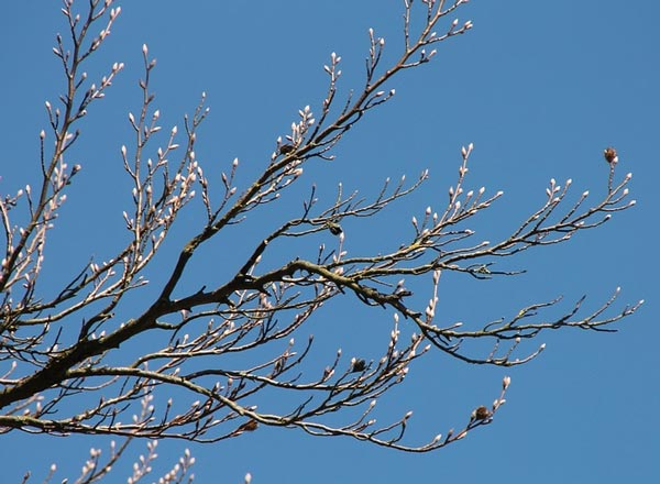 Весна, весна! как воздух чист Анализ стихотворения