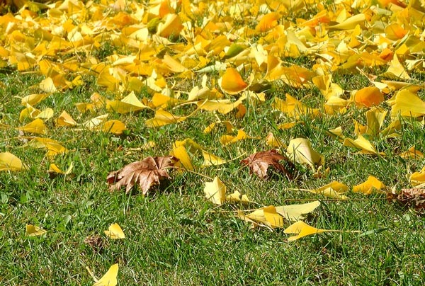 Листья падают листья падают Анализ стихотворения